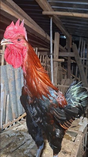 Rooster crowing sound effect #rooster #roostercrowing #birds