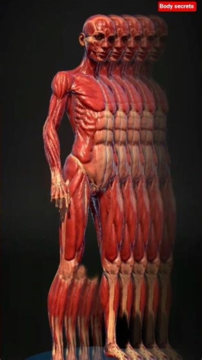 Inside the Human Body in 3D | Shocking Transformation You’ve Never Seen💪