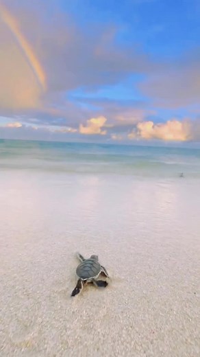 Running tortoise 😂😂😂#beauty #scenery #amazing #fyp #nature #relax #sea