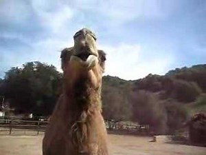 Camel burp