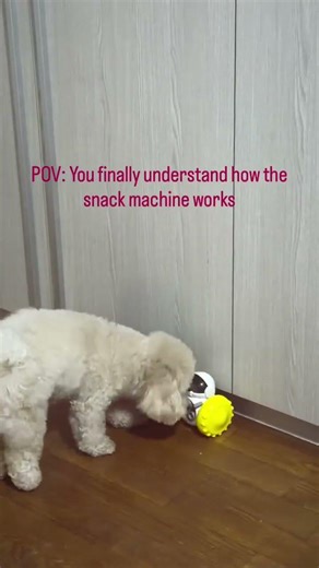 Pov: you finally understand how the snack machine works .#dog #viral #trending #trendingshorts