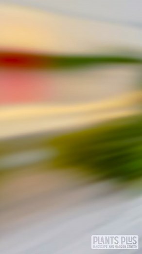 Thank you for making our first day of tree sales so special! 🎄 Stop by tomorrow from 8-4pm to grab your tree & greenery before Thanksgiving - we will be closed Wednesday & Thursday to spend time with family! ❤️ See you tomorrow! | Plants Plus