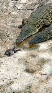 5.4M views · 1.8K reactions | Daily African Animals on Reels | Facebook