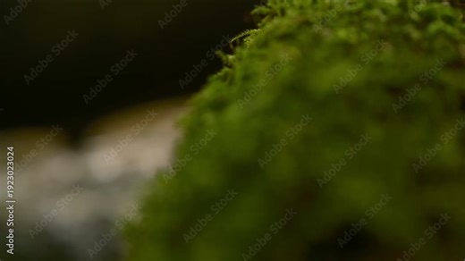 Lush moss covering tree bark in a pristine forest ecosystem, with an out-of-focus forest creek behind. Concept of sustainability, biodiversity, and untouched nature