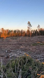 Forest clearing. Illegal deforestation landscape. Illegal logging. Amazon Forest destruction, felling trees. Cutting trees. Stacks cut. Forests illegal disappearing. Deforestation, timber logging.