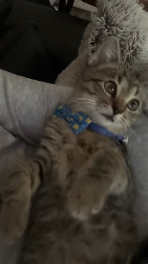 My little snuggle bug 🐾🫶 watching TV, stretching, yawning… just living his best comfy life 💜 Fun fact: over 3 million cats enter shelters every year and so many are just looking for a lap and a home. From shelter baby to full time spoiled… exactly how it should be 😌 #AdoptDontShop #EnzoTheRescue #ShelterToSpoiled #CozyNights #PetMomLife #SuburbanFarmVibes #KeepCalmMortgageOn | Danielle Law