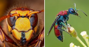 How Modern Camera Tech Enables Ethical Macro Insect Photography