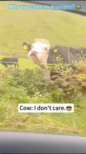 Why are cows so dramatic 🤨#cow #reaction #animals #farm #dramatic