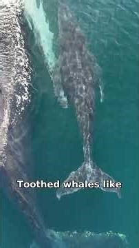 Whales: Earth's Largest Mammals & Ocean Giants Explained