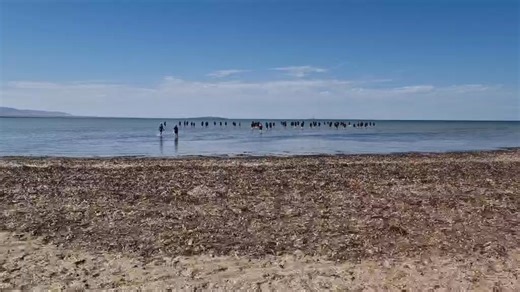 ✨ 𝐃𝐚𝐝𝐢𝐫𝐫𝐢 𝐫𝐞𝐧𝐞𝐰𝐬 𝐮𝐬 𝐚𝐧𝐝 𝐛𝐫𝐢𝐧𝐠𝐬 𝐮𝐬 𝐩𝐞𝐚𝐜𝐞. 𝐈𝐭 𝐦𝐚𝐤𝐞𝐬 𝐮𝐬 𝐟𝐞𝐞𝐥 𝐰𝐡𝐨𝐥𝐞 𝐚𝐠𝐚𝐢𝐧. ✨ Last week, our Year 12 students and staff travelled to Port Germein to experience Dadirri — an Aboriginal practice of deep listening and stillness. While this experience forms part of their assessment, we know it offers so much more. Dadirri nurtures calm, reflection, and connection — valuable skills that will support our students not only through the challenges of Year 