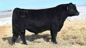 2.5K views | Welcome to the Select Series! Tune in every night at 7:00 P.M EST for the next 12 days to watch The Select Series! This is a series of virtual presentations and discussions to help you, our customers, in your breeding decisions this spring! Hear from Lorna Marshall, vice president of beef genetics and Brian House, vice president, beef program and product manager talk about the Angus Breed Leaders - Elite $Combined Bulls in Select Sires Line-Up. | Select Sires Beef | Facebook