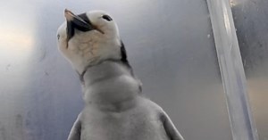 SeaWorld San Diego welcomes first emperor penguin chick in 13 years