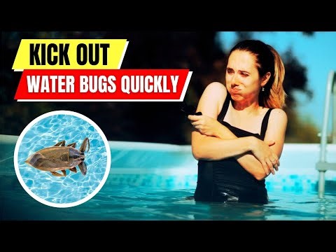 How To Get Rid Of WATER BUGS In Your Pool FAST (No Harsh Chemicals)