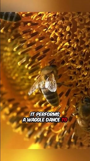 Bees' Dance Communication Explained