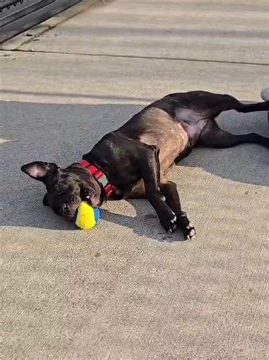 Adopt Bunny: A Loveable Shelter Dog in Detroit