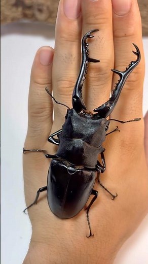 【虫王×INMU KING】ギラファノコギリクワガタ114mm Prosopocoilus giraffa #クワガタ #insects #stagbeetle #支援教
