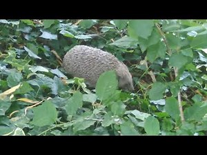 hérisson faisant son nid