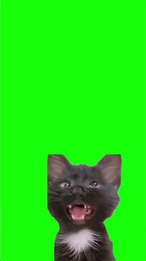 Green screen template of a cross eyed cat going huh #CapCut #cat #meme #huh #greenscreen