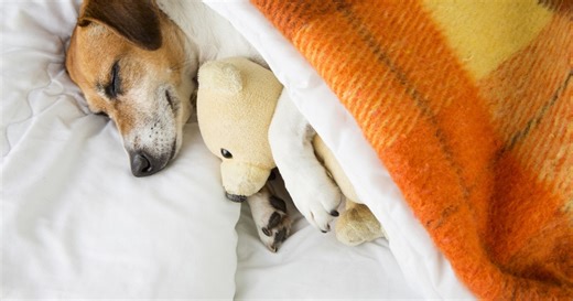 This Popular Item Could Land Your Pet in the ER