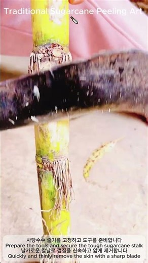 Traditional Sugarcane Peeling Art 🔪 | 효율적인 전통 방식 사탕수수 껍질 제거