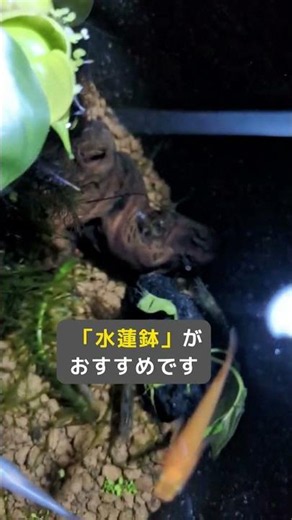 ビオトープ