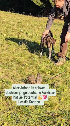 🎯 Vorstehen will gelernt sein – und zwar Schritt für Schritt. Amadeus ist ein junger Deutsch-Kurzhaar Rüde mit extrem viel Potenzial. Die Basis stimmt – jetzt heißt es: dranbleiben und sauber aufbauen. Mit der Reizangel üben wir Vorstehen, Impulskontrolle, Fokus und Durchstehen. Und ja: Noch ist nicht alles perfekt. Es darf wackeln, rutschen, ausprobieren. Genau so sieht echter Lernfortschritt aus. 💡 Jagdhundeerziehung ist ein Prozess, kein Sprint. Wer konsequent und geduldig bleibt, gewinnt. 