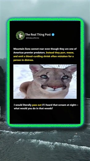 Why Mountain Lions Sound Like A SCREAMING Human! 😱 #Nature #Wildlife #AnimalFacts