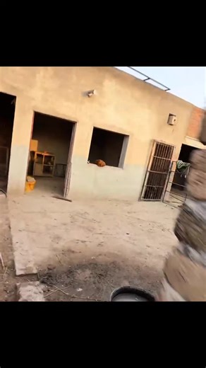 #shehrmaindehat #pets #shehrmaindihat #animals #turabsibtain