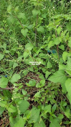 Priva lappulacea or cat's tongue plant ‼️ pega pega #privalappulacea #cat's tongue #pegapega
