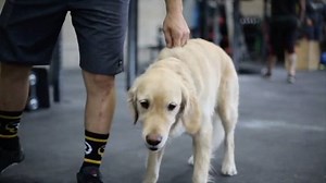 Are you struggling with your muscle up or trying to find new ways to teach your athletes how to do this movement efficiently? ⠀ ⠀ Wednesday, 10.26.16 Gymnastics expert @dustyhyland and his furry assistant coach, Kip, from @dogtowncrossfit reveal all the secrets to perfecting the #muscleup on our new series #BeyondStrength. ⠀ ⠀ Tag a friend that could use some muscle up love and make sure to check it out on the #TrainHeroic Blog! | TrainHeroic
