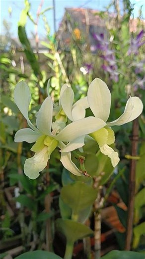 Widy Orchid Jogjakarta Orchid Garden