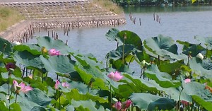 Khôi phục sen Hồ Tây