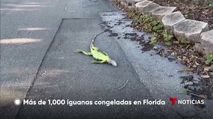 🦎 Más de 1,000 iguanas caen congeladas en Florida por las heladas temperaturas. | Noticias Telemundo