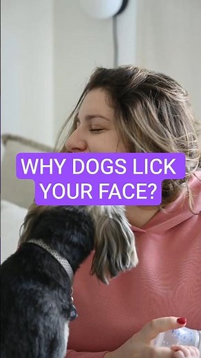 Why Dogs Lick Your Face 🐶👅 (The Real Reason!)