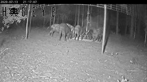 21K views · 512 reactions | Successful removal of your feral hog problem could sound just like THIS! | HogEye Trap Cameras | Facebook