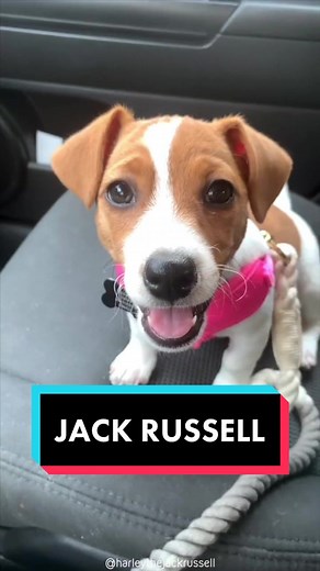 Jack Russell 🐶 One Of The Most Popular Dog Breeds In The World! #jackrussell #jackrussellterrier #jackrussellterrierpuppy #jackrussells #jackrussellsoftiktok