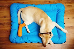 Diagnosing and treating your dog's luxating patella