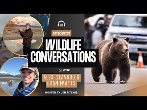 NEW Grizzly 399 Documentary & Her Impact on the Tetons+World | A Chat with Alex Stavrou & Evan Watts