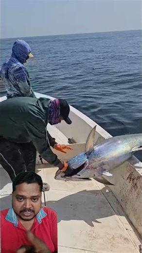 #Sultanate_of_Oman #fishing #Ras_Al_Hadd_Tuna