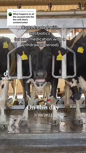 An oldie but goodie #onthisday #dairy #cow #antibiotics #milk #dairydoc #dairykind