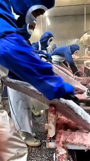 How Do They Preserve Huge Tuna Fish for Thousands of Kilometers?#facts #trending #ytshorts