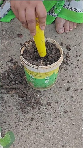 How to Transplant Cucumber Seedlings Step-by-Step