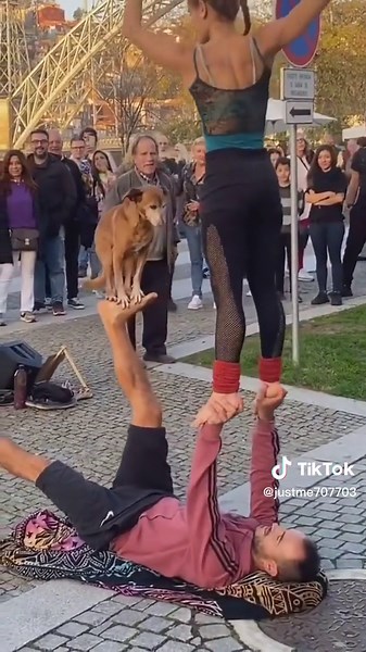 Acrobatic Dog Stunt Performance in Urban Setting