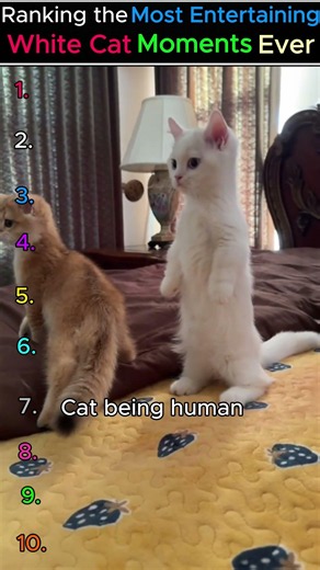 🤍 Ranking the Most Entertaining White Cat Moments Ever ! 🐱✨