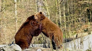 Big Brown Bear Are Playing Battle
