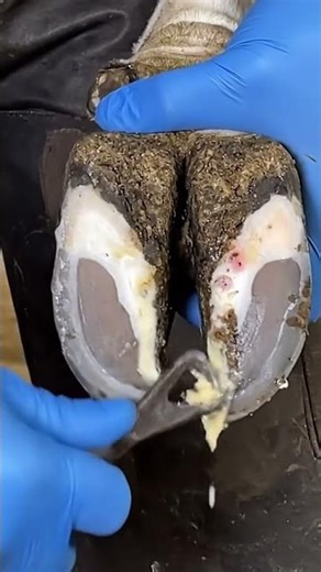 Cow Hoof ULCER DRAINAGE! 🤯 Extreme Pus Clean ASMR 🔥