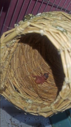 1/5 My Sakura Java Sparrow and Shirobuchi finally hatched chicks in the fourth year 😭 (though the...