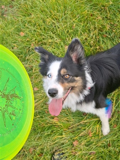 Dog Training and Sports: Tricks, Discs, and More!