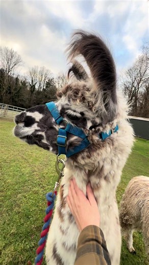 Astro the Llama has began his training as a trekking / therapy llama. 💛🩵Astro is available to a good home 🩵💛 llama #llamalove #camelid #farmanimals #farmlife