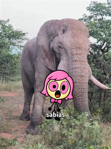 El poder secreto de las orejas de elefante 😱